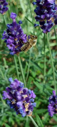 Lavendel Biene