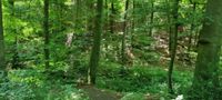 Wald wo ist Fenris